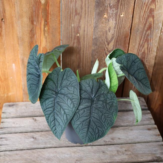 Alocasia