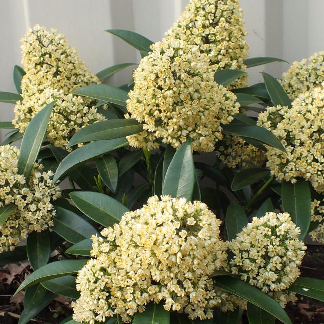 Skimmia