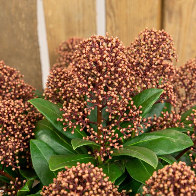 Skimmia