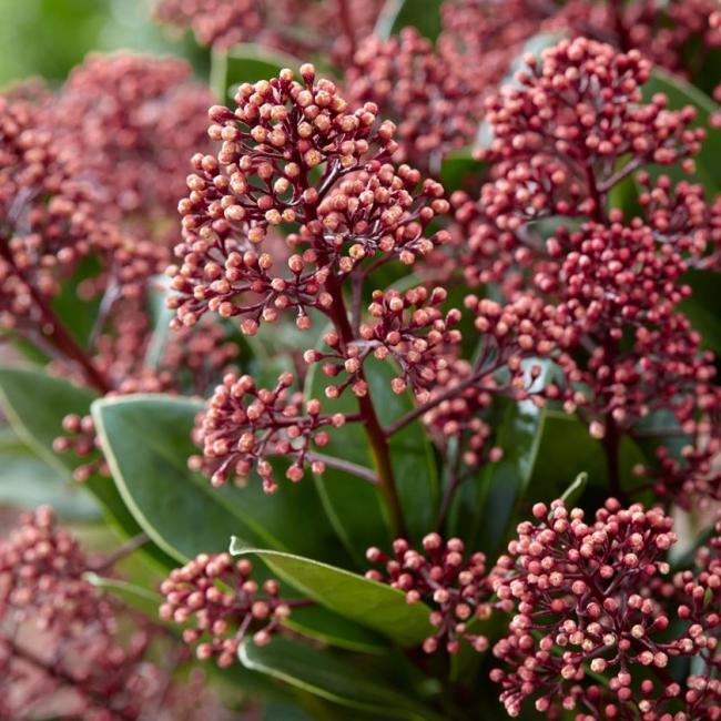 Skimmia