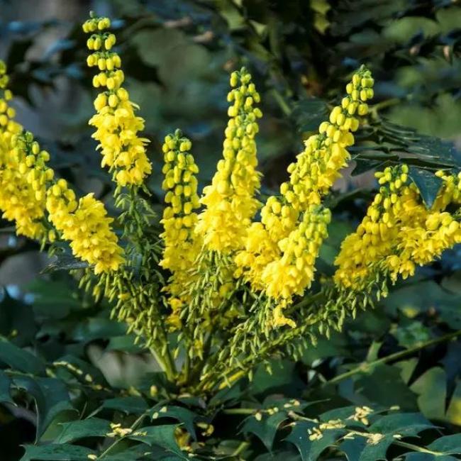 Mahonia