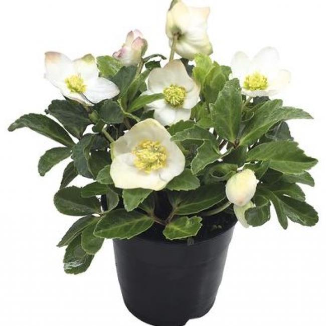 Helleborus