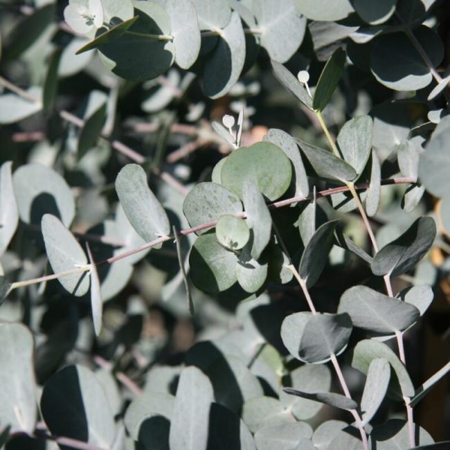 Eucalyptus