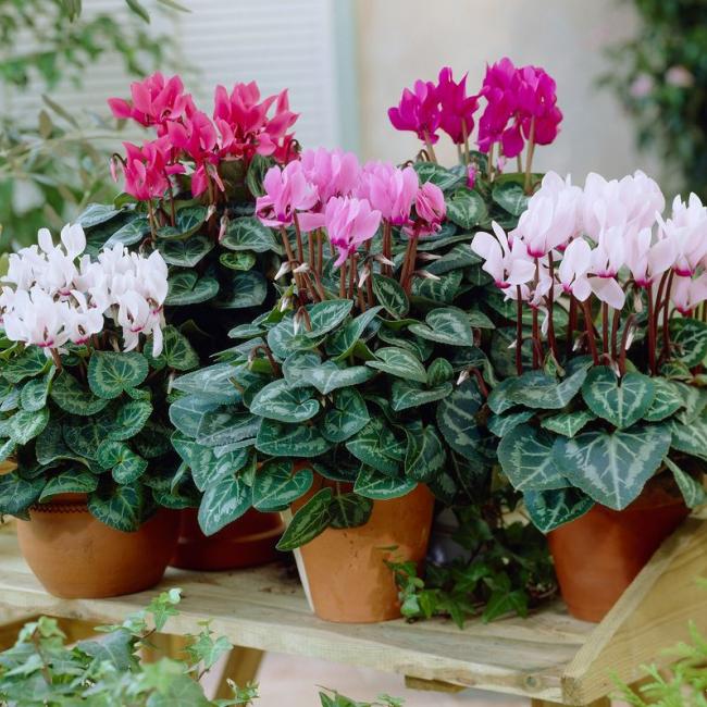 Patiocyclamen